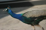 IMG_1300a.jpg       