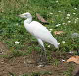 IMG_0960a.jpg       