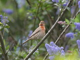 IMG_7459a.JPG       