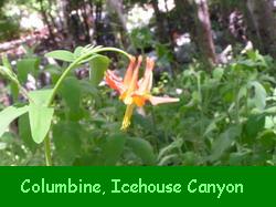 Columbine