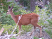 Mule Deer