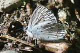 ANBL.jpg            