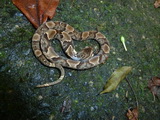 costarica_2011